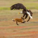 Contributed photo/Kevin Ebi of LivingWilderness.com                                A bald eagle and a fox fight for a meal.