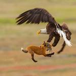Contributed photo/Kevin Ebi of LivingWilderness.com                                A bald eagle and a fox fight for a meal.