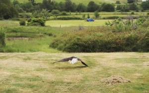 An eagle survived being poisoned thanks to Wolf Hollow | Guest Column