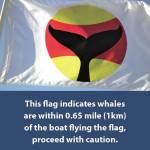 San Juan County launches Whale Warning flags to protect local whales | Update