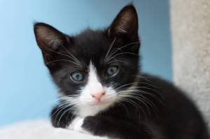 Animal Protection Society presents: Pet of the Week