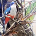 Contributed photo/Jay Wakefield                                Cuban Trogon, Tocoror 2016