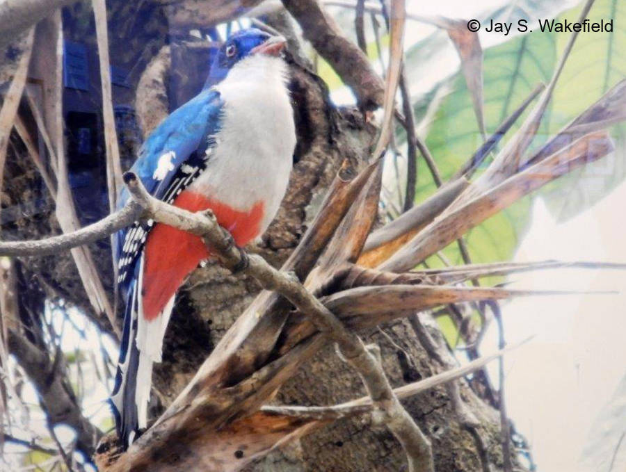 Contributed photo/Jay Wakefield                                Cuban Trogon, Tocoror 2016
