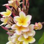Contributed photo/Suzanne Pfister                                Franigpani, Hemingways house Cuba, 2017