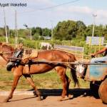 Contributed photo/Suzy Mygatt-Wakefield                                Horquita, Cuba 2016