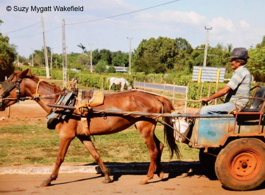 Contributed photo/Suzy Mygatt-Wakefield                                Horquita, Cuba 2016