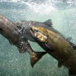 Contributed photo/ FWS                                Chinook salmon