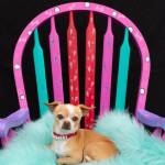 Animal Protection Society’s wine and chair fundraiser