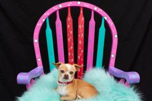 Animal Protection Society’s wine and chair fundraiser