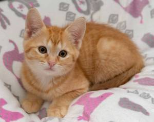 Animal Protection Society Presents: Pet of the Week