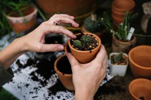 Save the world, plant a garden | Recap of permaculture lecture at the Grange