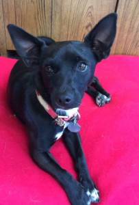 Animal Protection Society presents: Pet of the Week