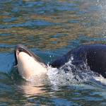 Orca mother continues to carry deceased baby on 11th day