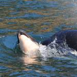 Orca mother continues to carry deceased baby on 11th day