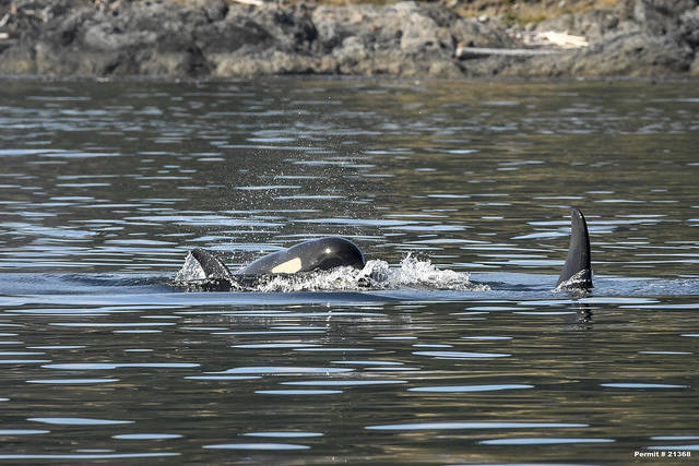 Contributed photos by NOAA Fisheries West Coast under permit 21368/ J50 beside sister J42.