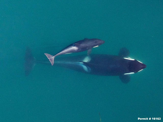Contributed photos by NOAA Fisheries West Coast under permit 16163/ J50 with mother J16 in 2015.