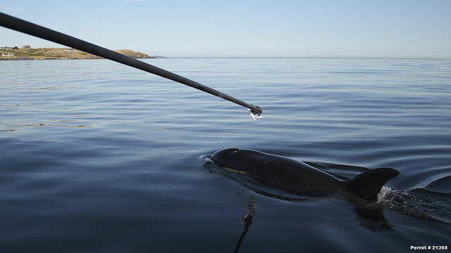 Contributed photos by NOAA Fisheries West Coast under permit 21368/Researcher sampling J50s breath.