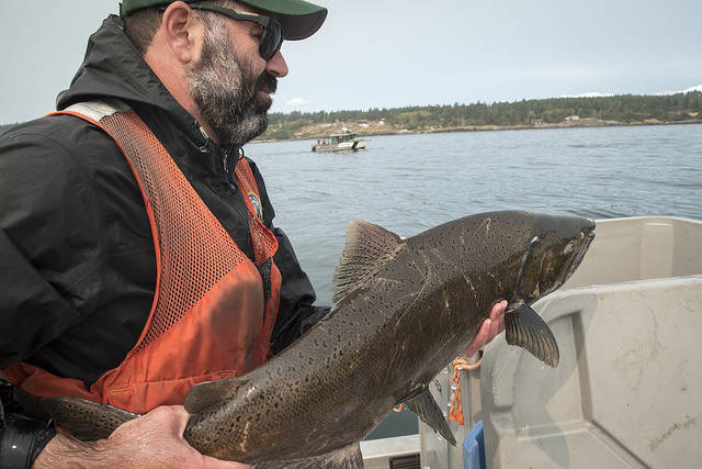 Contributed photo/Katy Foster/NOAA Fisheries, under permit 18786. Edward Eleazer of Washington Department of Fish and Wildlife handles salmon aboard the Lummi Nation vessel participating in the live fish trials on Aug. 12, 2018.