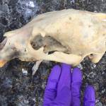 Bear remains found on Matia Island | Update