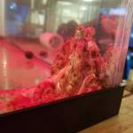 Contributed photos/Dominic Sivitilli