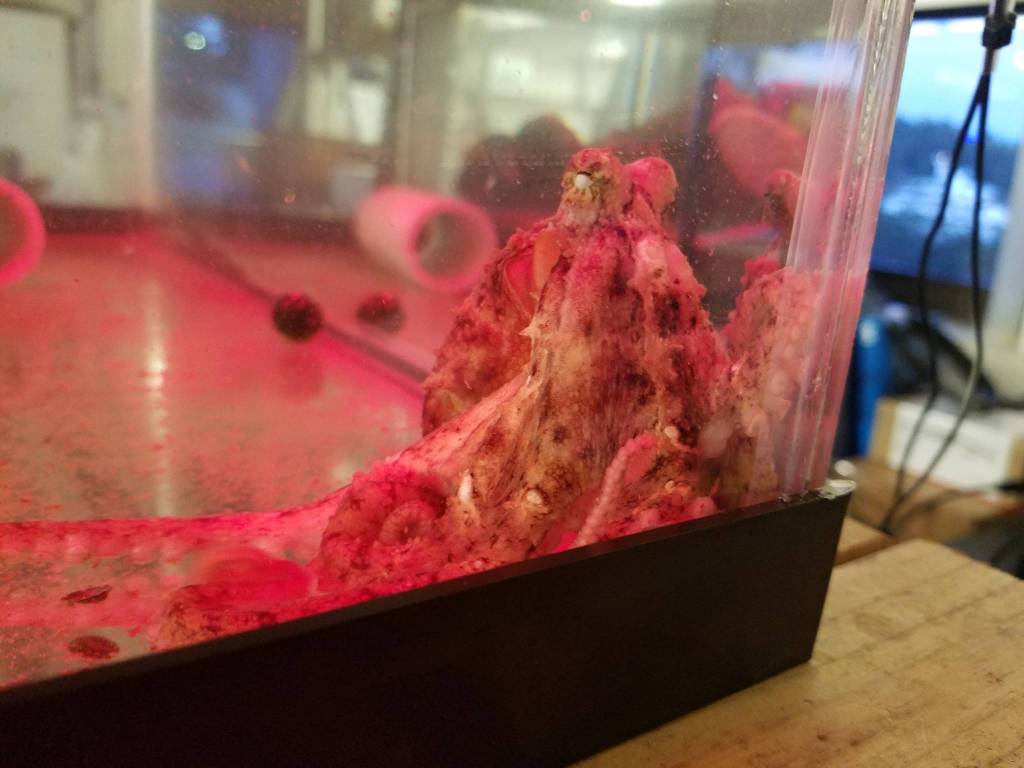 Contributed photos/Dominic Sivitilli