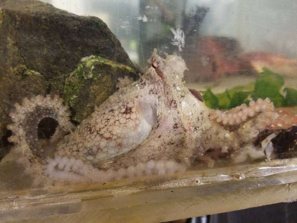 Contributed photos/Dominic Sivitilli