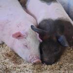 Staff photo/Tate Thomson