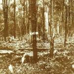 How the call for red coats turned a county into a cactus