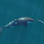 A young resident killer whale chases a chinook salmon in the Salish Sea near San Juan Island, Washington, in September 2017. Image obtained under NMFS permit #19091. Photograph by John Durban (NOAA Fisheries/Southwest Fisheries Science Center), Holly Fearnbach (SR3: SeaLife Response, Rehabilitation and Research) and Lance Barrett-Lennard (Vancouver Aquariums Coastal Ocean Research Institute).