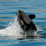 Sick, young orca, J50, is presumed dead; NOAA stops ‘active’ search | Update