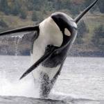 Are contaminants killing local orcas? | Guest column