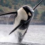 Are contaminants killing local orcas? | Guest column