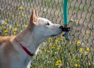 Animal Protection Society presents: Pet of the Week