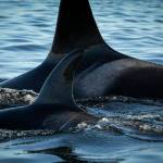 Public calls for NOAA to take action to save Southern resident orcas