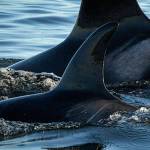 Public calls for NOAA to take action to save Southern resident orcas