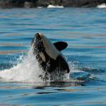 Contributed photo/Center for Whale Research photo by Dave Ellifrit                                J50 is tossed by J42 in 2015. J50 was presumed to be dead in September.