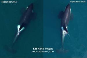 Contributed photos/Image in 2016 by NOAA/SWFSC and Vancouver Aquariums Coastal Ocean Research Institute and in 2018 by NOAA/SWFSC and SR3, obtained using an unmanned drone piloted noninvasively 100ft above the whales under NMFS research permit 19091.                                Aerial images of K25, taken in September 2016 (left) and September 2018 (right). The recent image shows him in poorer condition with a noticeably thinner body profile.