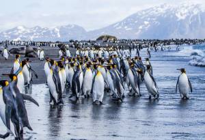 Contributed photo                                Salisbury Plain, South Georgia Island.