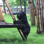 Contributed photo/Jan Murphy                                A blind moon bear at the sanctuary in Chengdu, China.