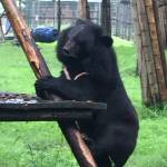 San Juan islander to discuss saving moon bears in Asia