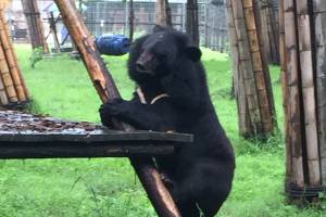 San Juan islander to discuss saving moon bears in Asia