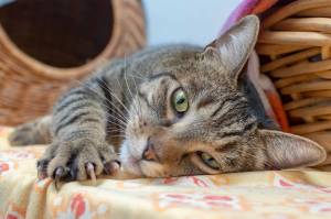 Animal Protection Society presents: Pet of the Week