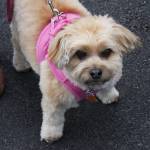 Contributed photo/APS-FH