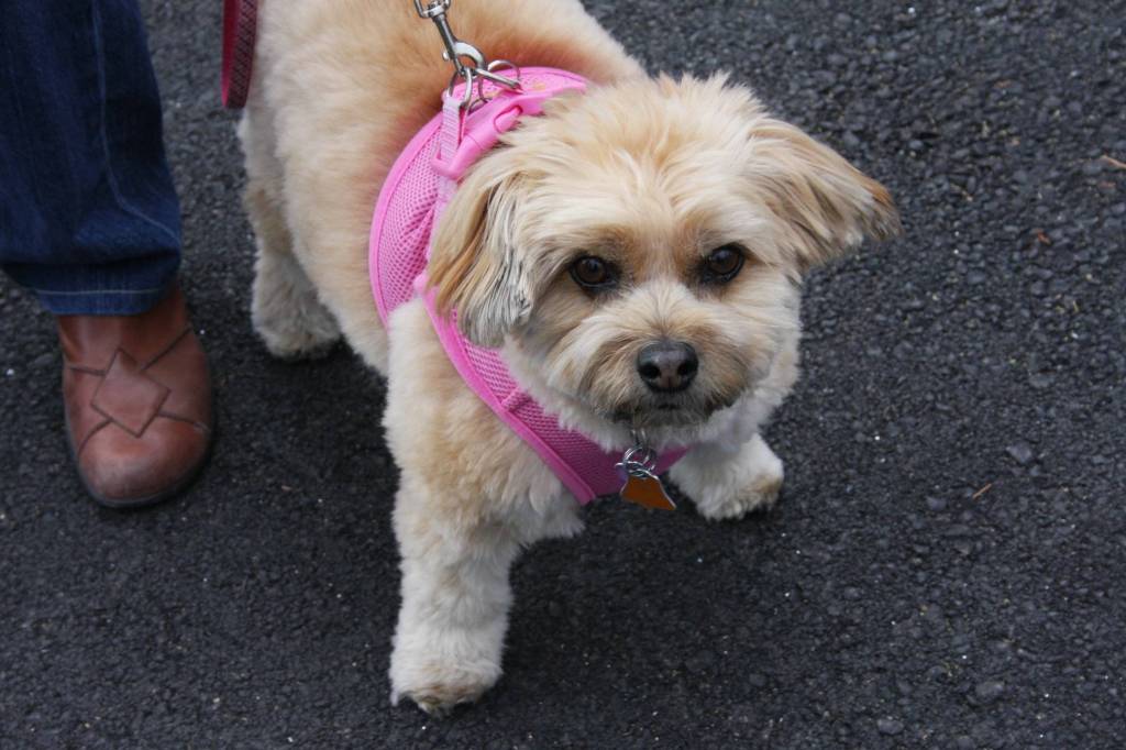 Contributed photo/APS-FH