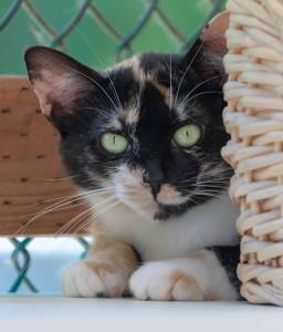 Animal Protection Society presents Pet of the Week