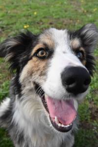 Animal Protection Society presents Pet of the Week