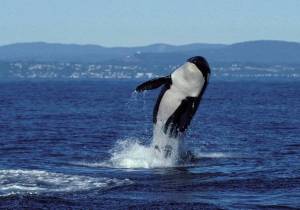 Contributed photo/Center for Whale Research                                A Southern resident breeches.
