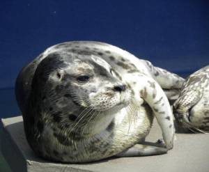 Contributed photo/Wolf Hollow                                Seal.