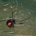 Are black widows among us? | Guest column