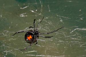 Are black widows among us? | Guest column